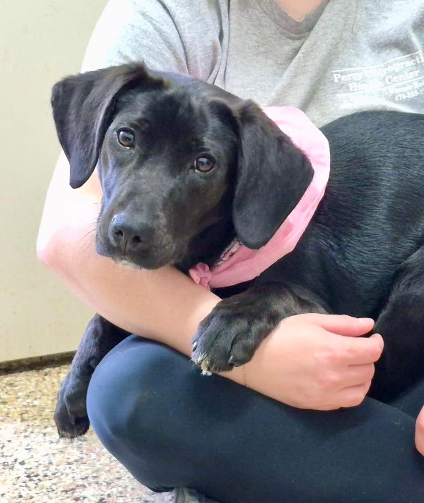 Gidget, a Adoptable mixed breed in Forsyth, GA image 1/2