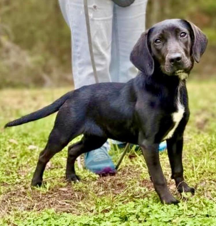 Gidget, a Adoptable mixed breed in Forsyth, GA image 2/2
