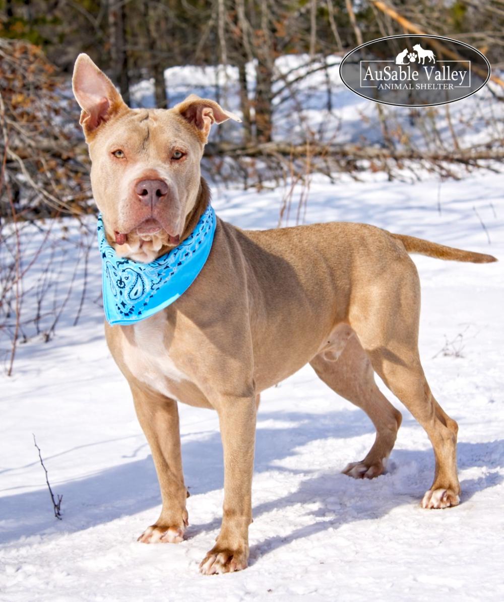 Mundo, ADOPTABLE, Adult Female Mixed Breed.