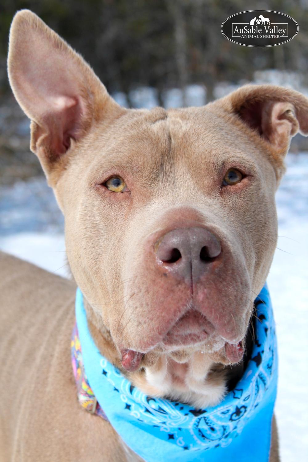 Mundo, a ADOPTABLE Mixed Breed in Grayling, MI image 4/6