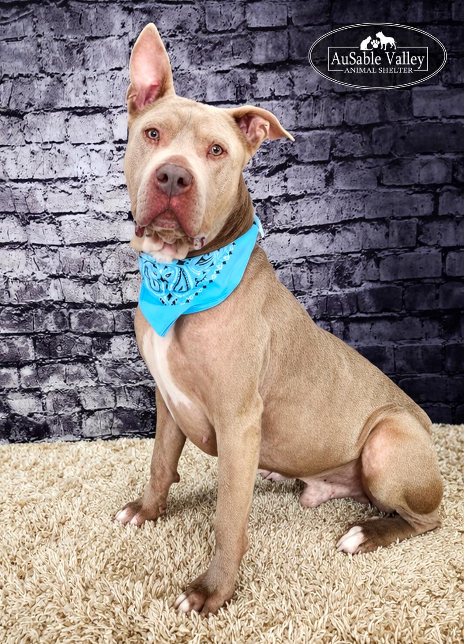 Mundo, a ADOPTABLE Mixed Breed in Grayling, MI image 2/6