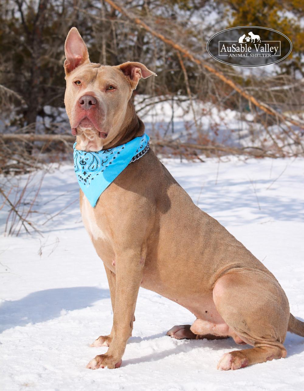 Mundo, a ADOPTABLE Mixed Breed in Grayling, MI image 5/6