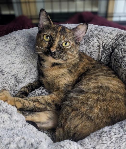 Autumn, a Adoptable Tortoiseshell in Los Angeles, CA image 1/2