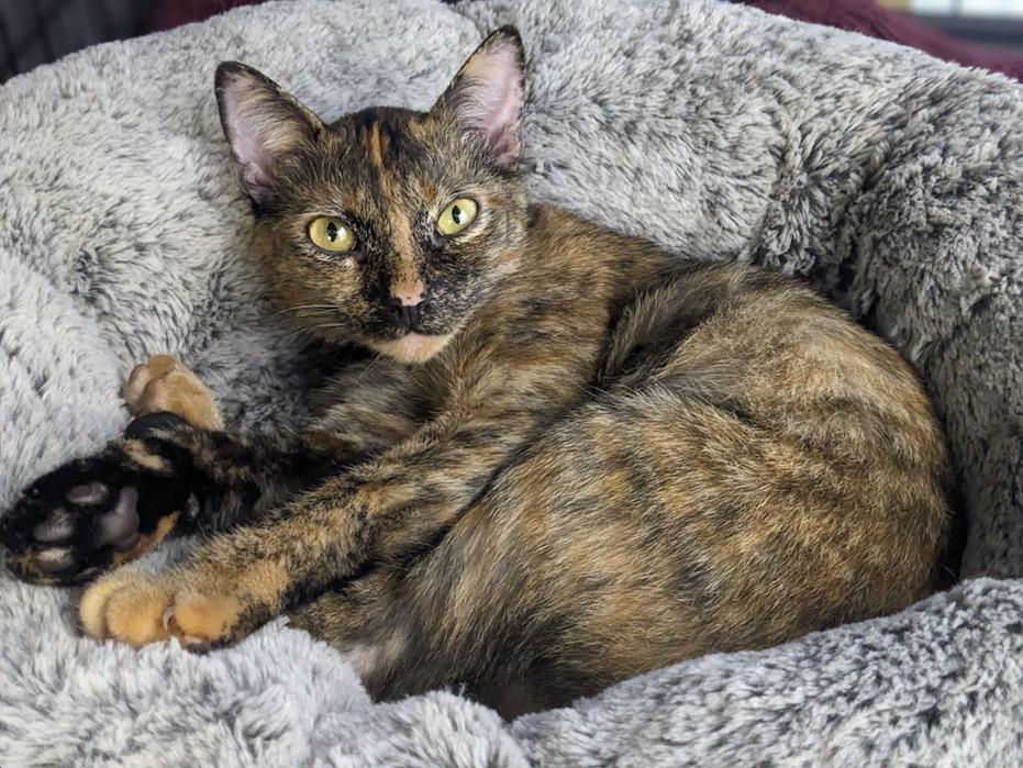 Autumn, a Adoptable Tortoiseshell in Los Angeles, CA image 2/2