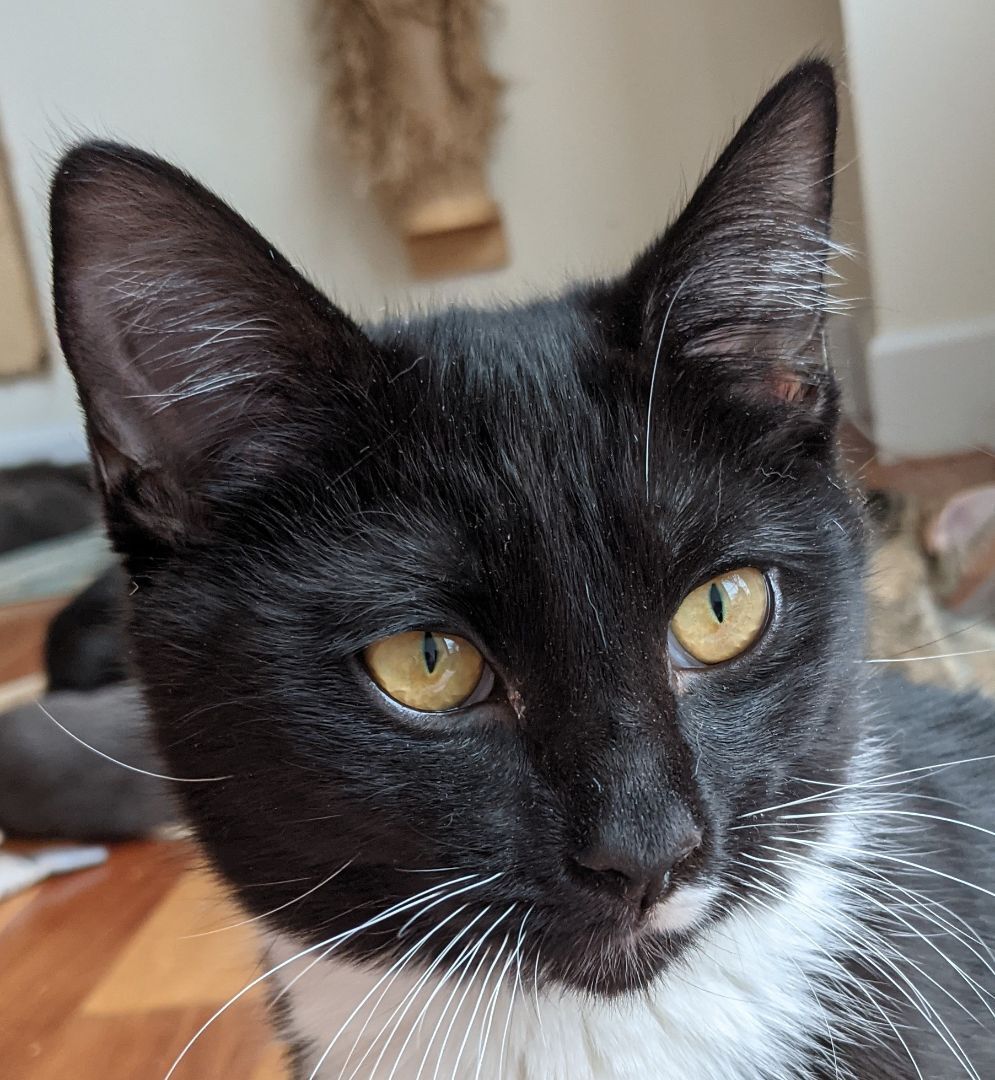 Tootsie (bonded pair with Rudy), Adoptable, Young Male Tuxedo.