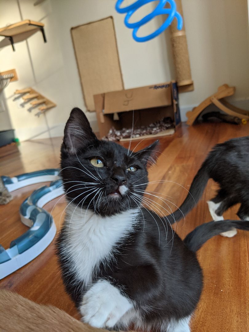 Enlarge Tootsie (bonded pair with Rudy), a Adoptable Tuxedo in New York, NY image 2/13