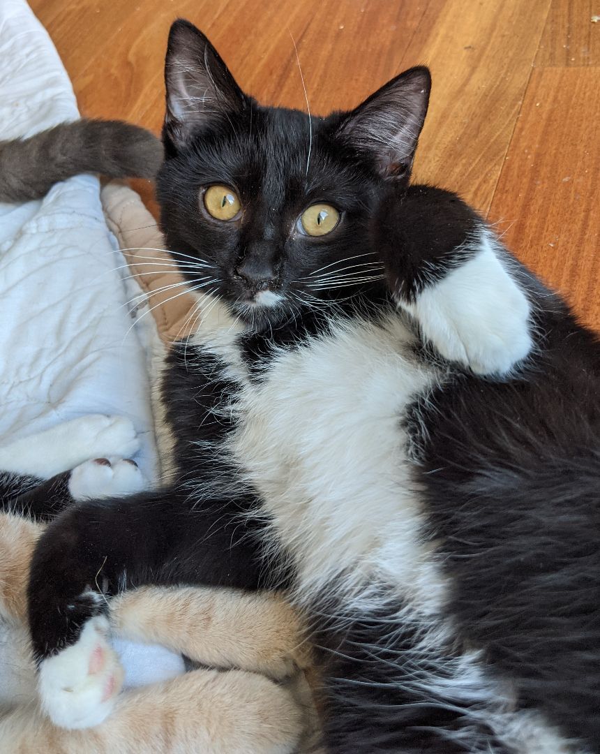 Enlarge Tootsie (bonded pair with Rudy), a Adoptable Tuxedo in New York, NY image 3/13