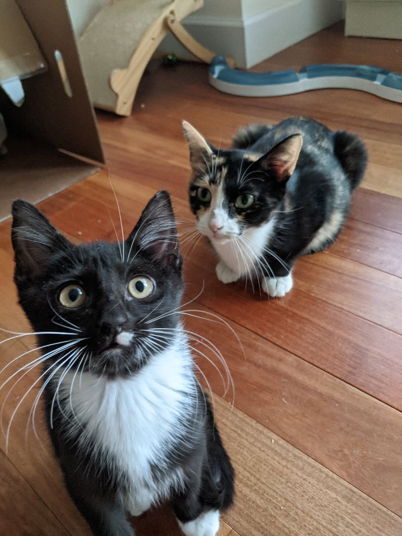 Enlarge Tootsie (bonded pair with Rudy), a Adoptable Tuxedo in New York, NY image 4/13