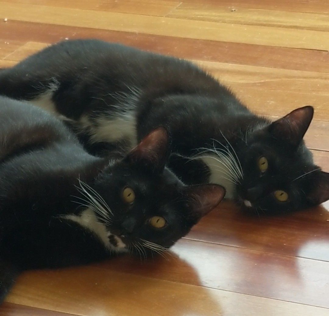 Enlarge Tootsie (bonded pair with Rudy), a Adoptable Tuxedo in New York, NY image 5/13