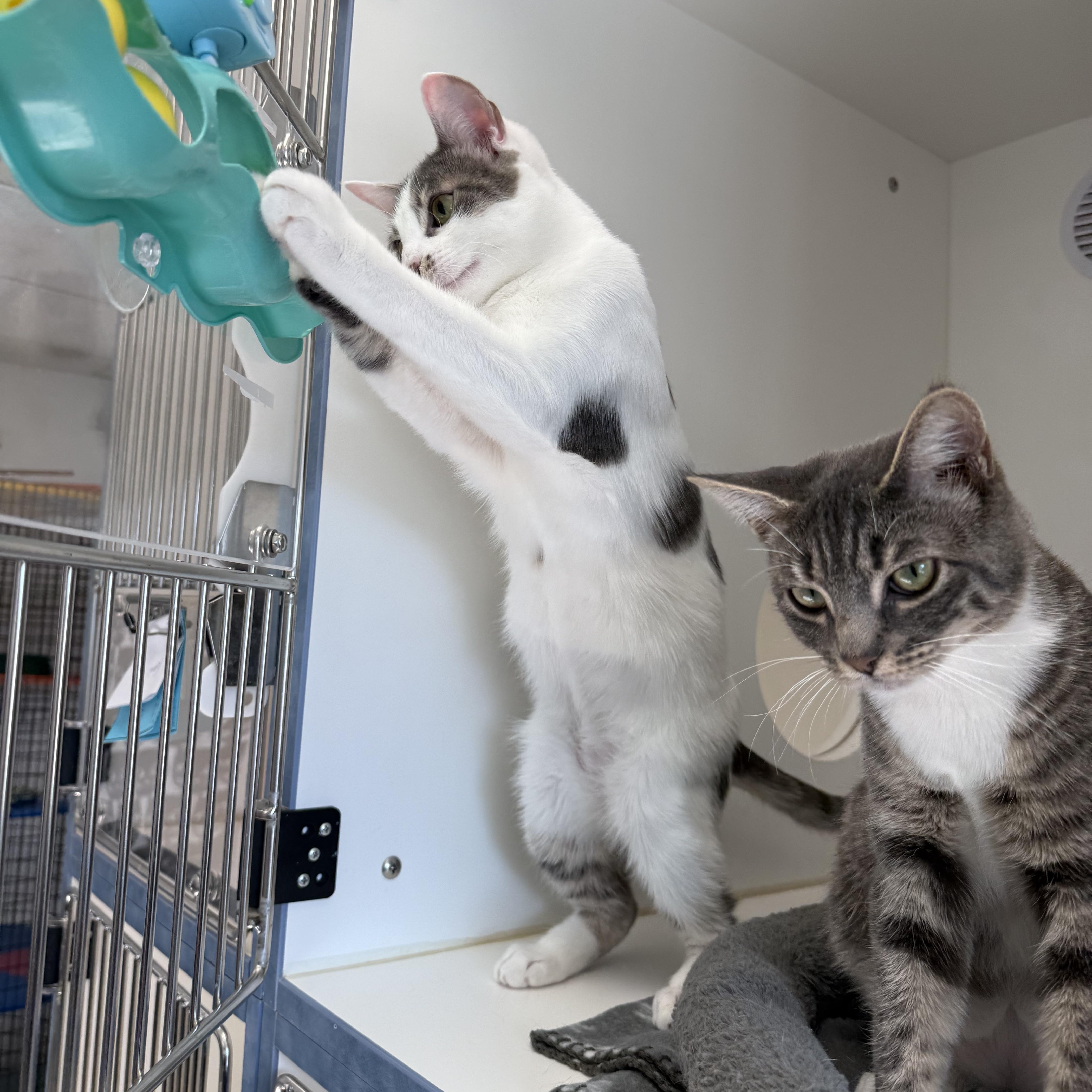 Enlarge Momo, a ADOPTABLE American Shorthair in Newport Beach, CA image 5/6