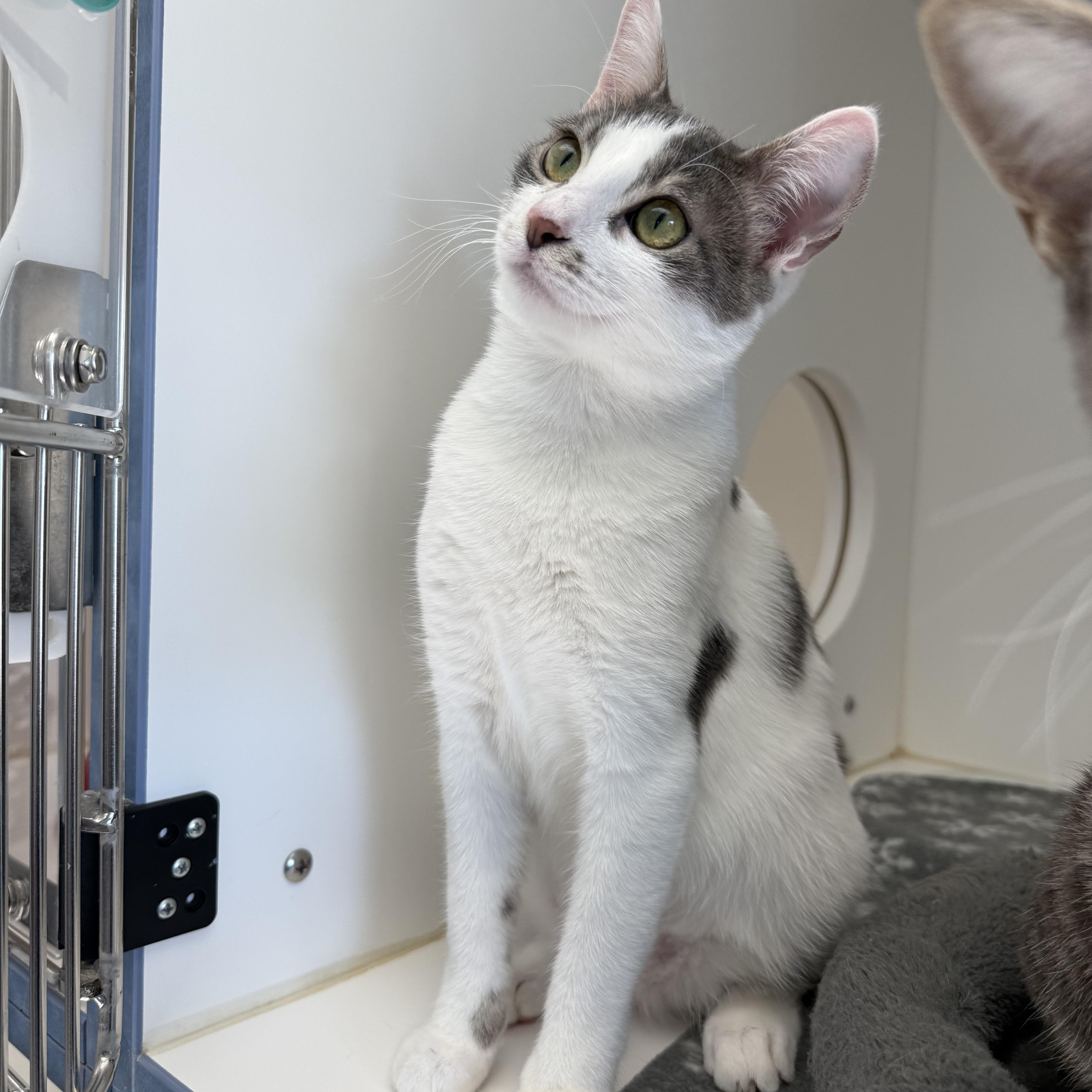 Enlarge Momo, a ADOPTABLE American Shorthair in Newport Beach, CA image 6/6