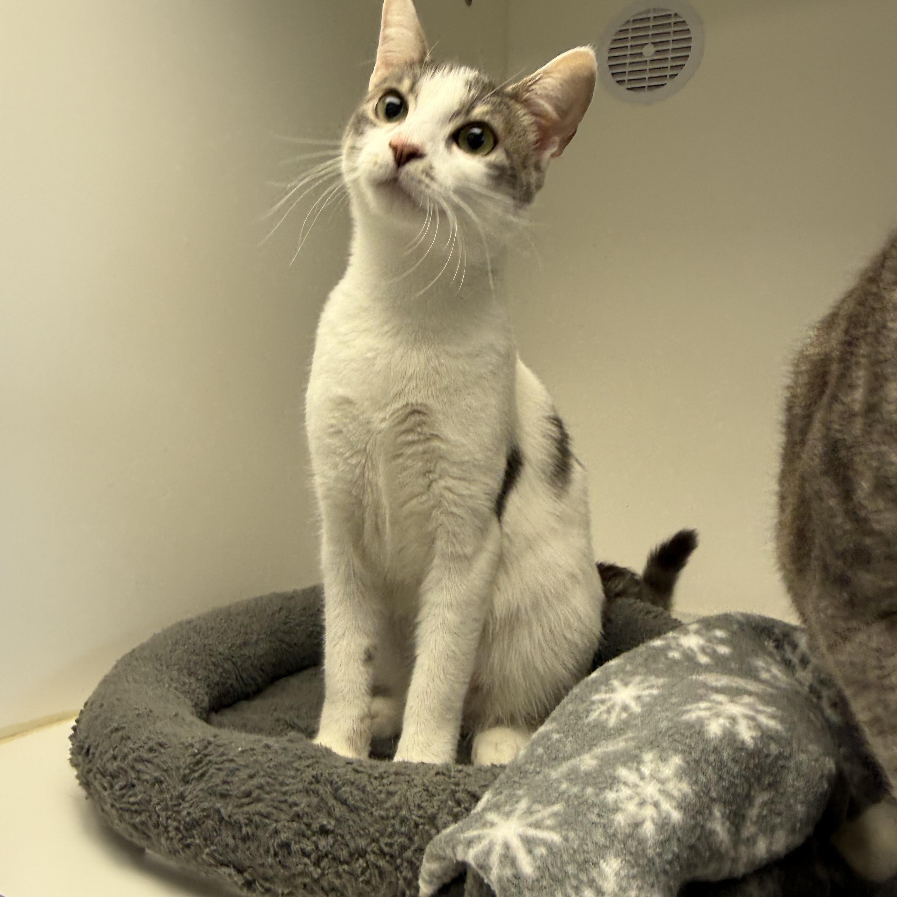 Momo, ADOPTABLE, Young Female American Shorthair.