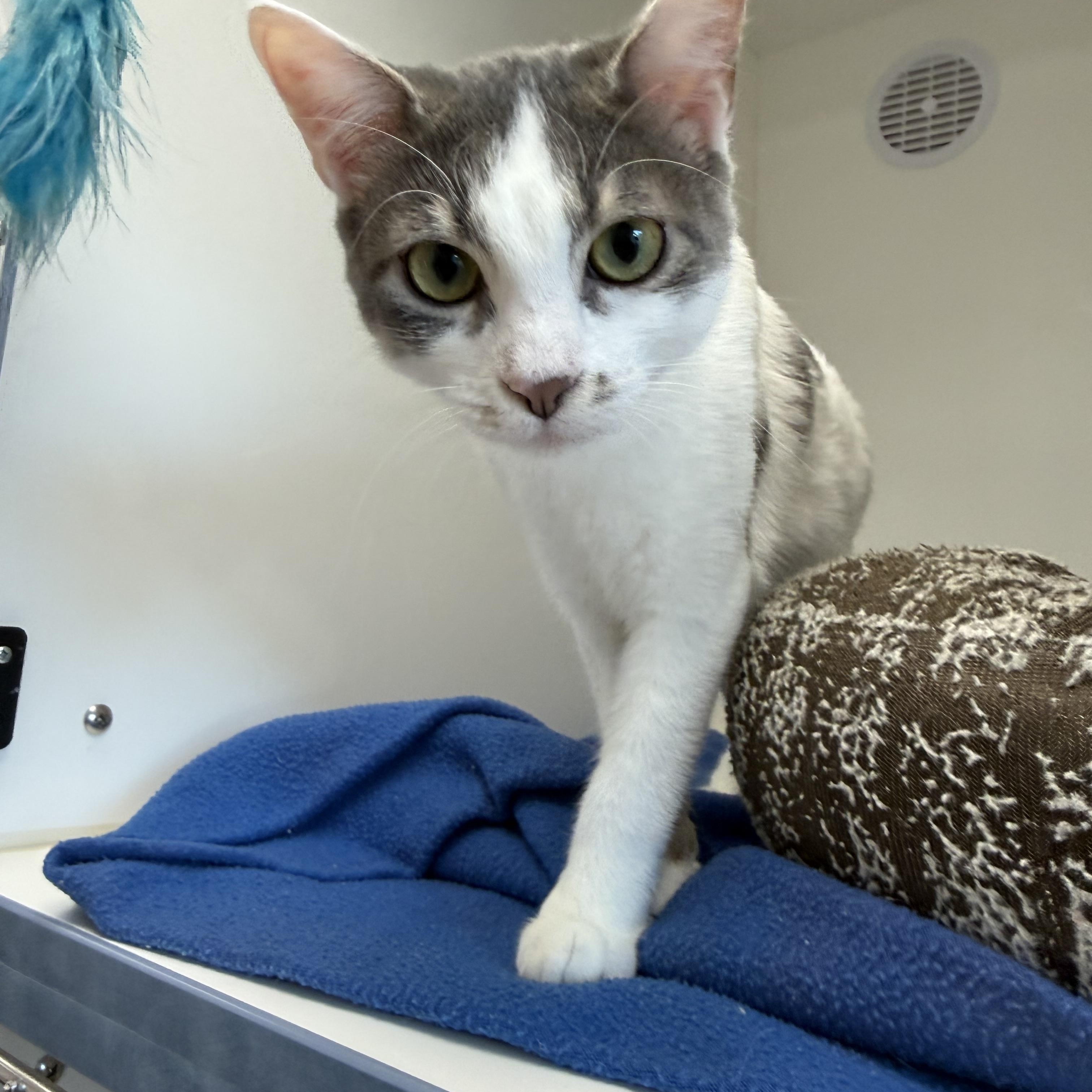 Enlarge Momo, a ADOPTABLE American Shorthair in Newport Beach, CA image 3/6