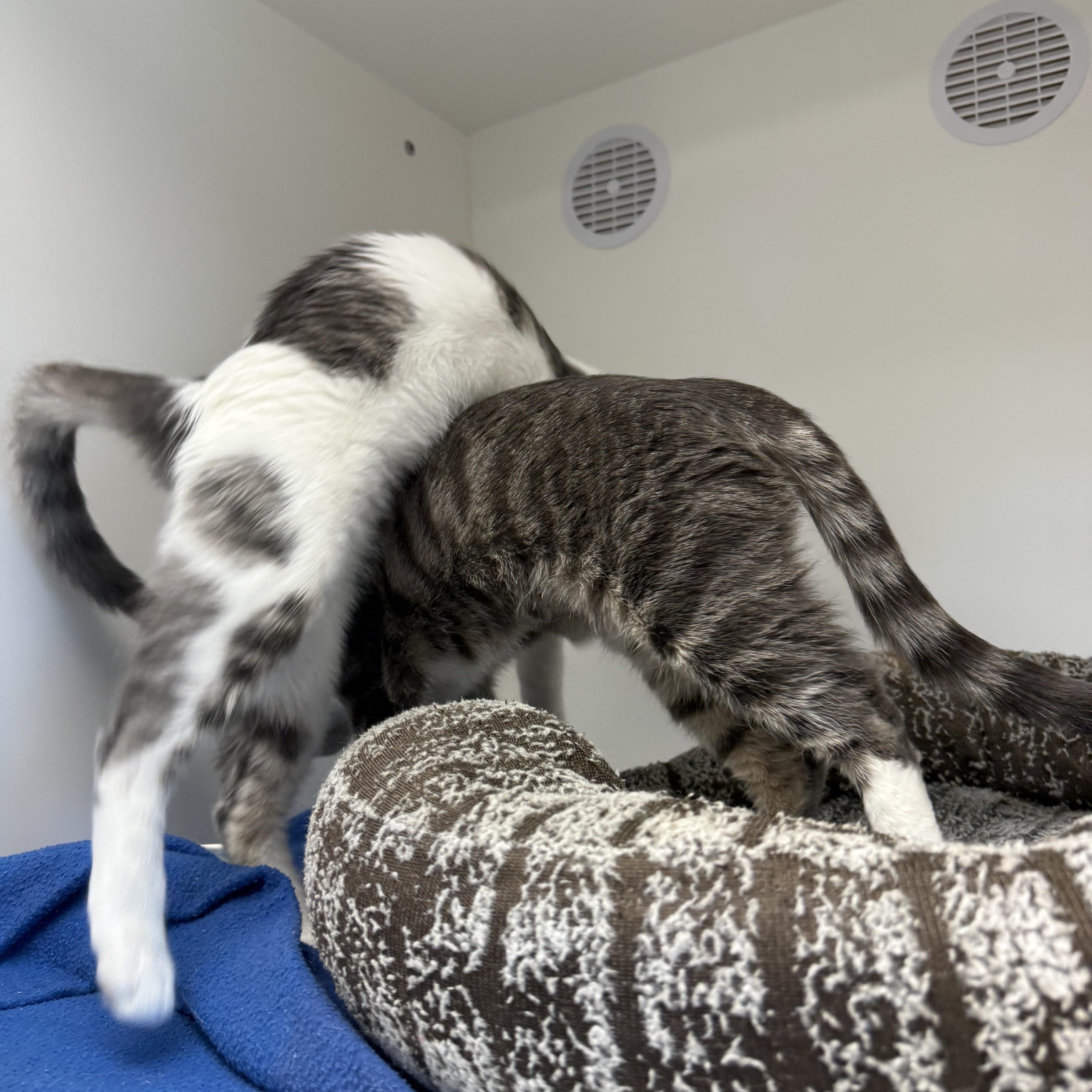 Enlarge Momo, a ADOPTABLE American Shorthair in Newport Beach, CA image 4/6