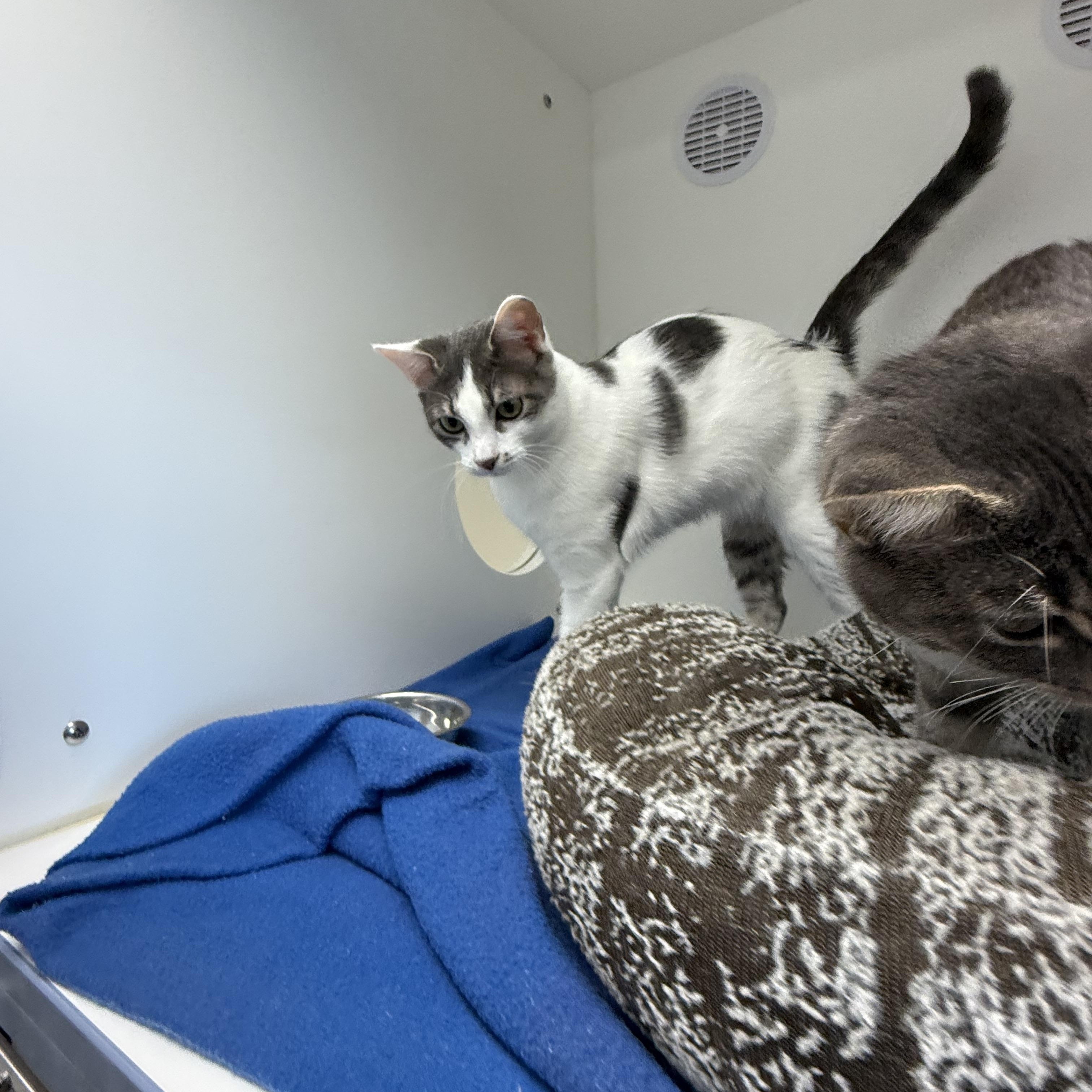 Enlarge Momo, a ADOPTABLE American Shorthair in Newport Beach, CA image 2/6