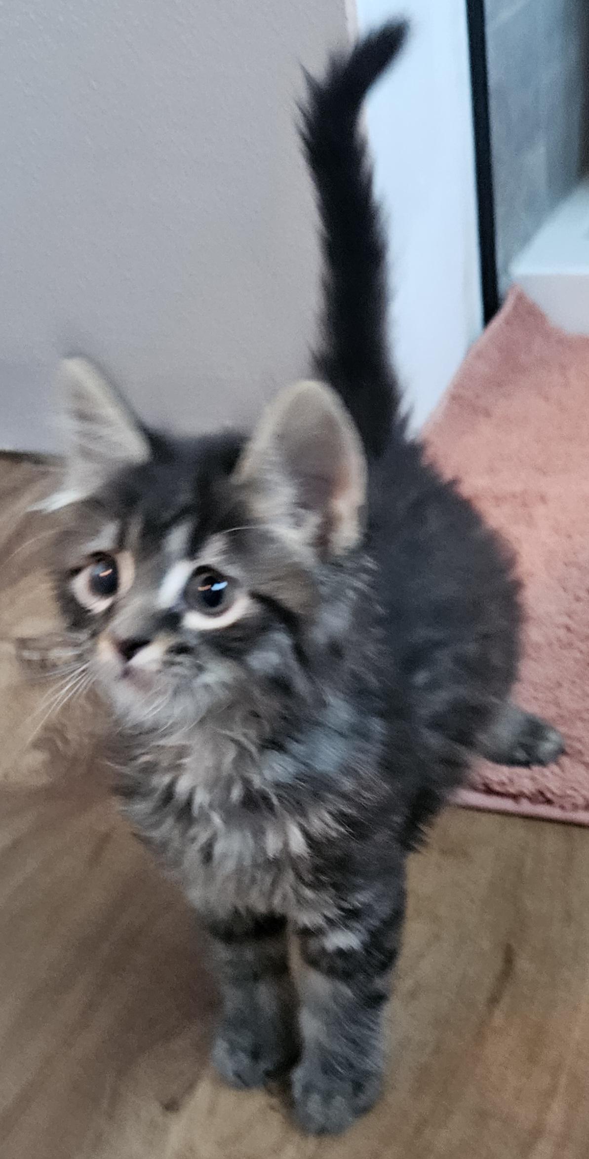 Cillian, adopted, Kitten Male Domestic Medium Hair & Tabby.