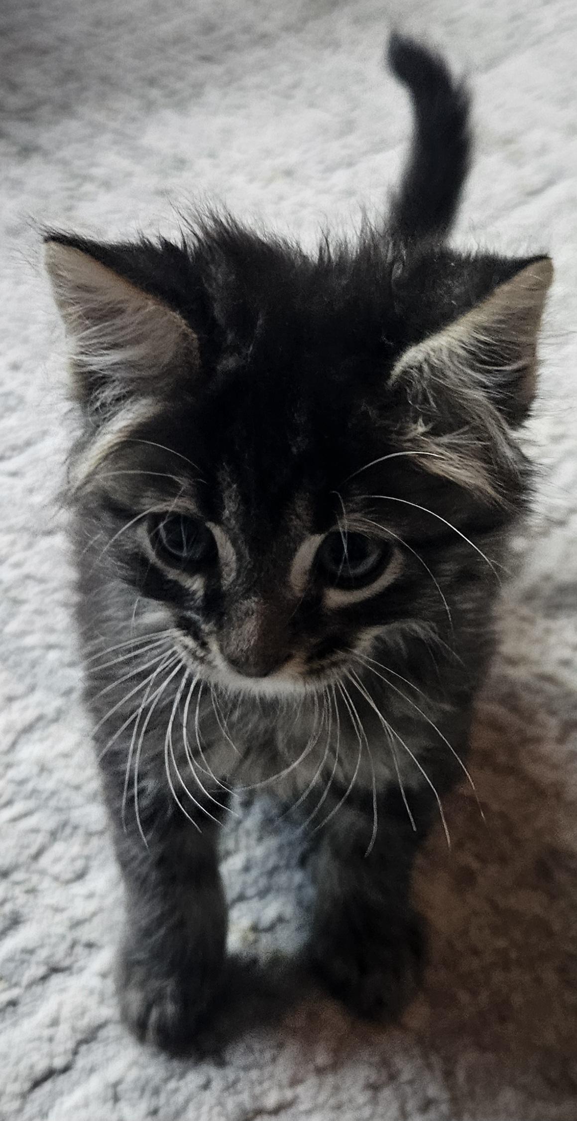 Cillian, an adopted mixed breed in Racine, WI image 5/6