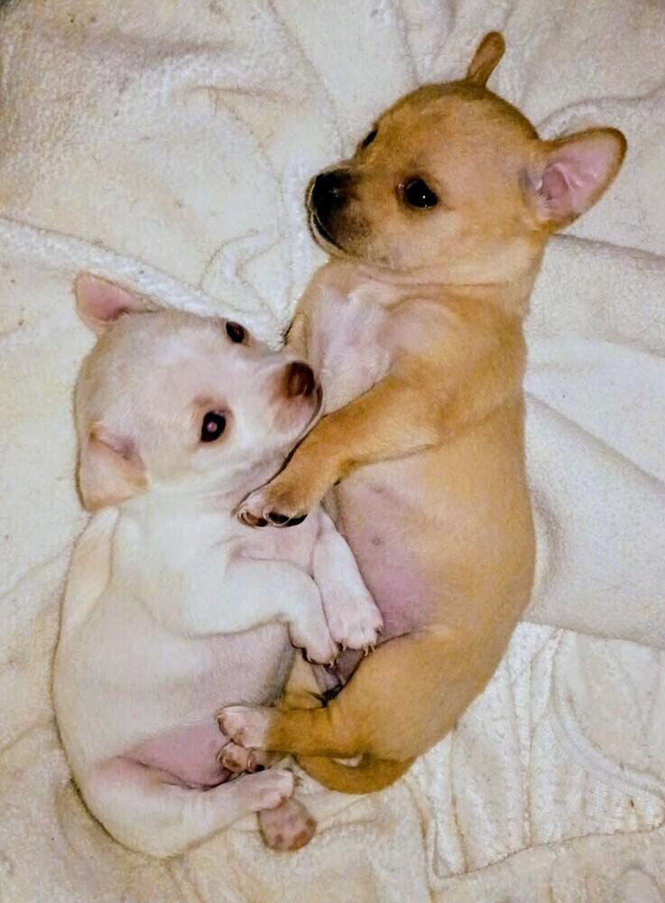 Ginger, Adoptable, Puppy Female Chihuahua & Mixed Breed.