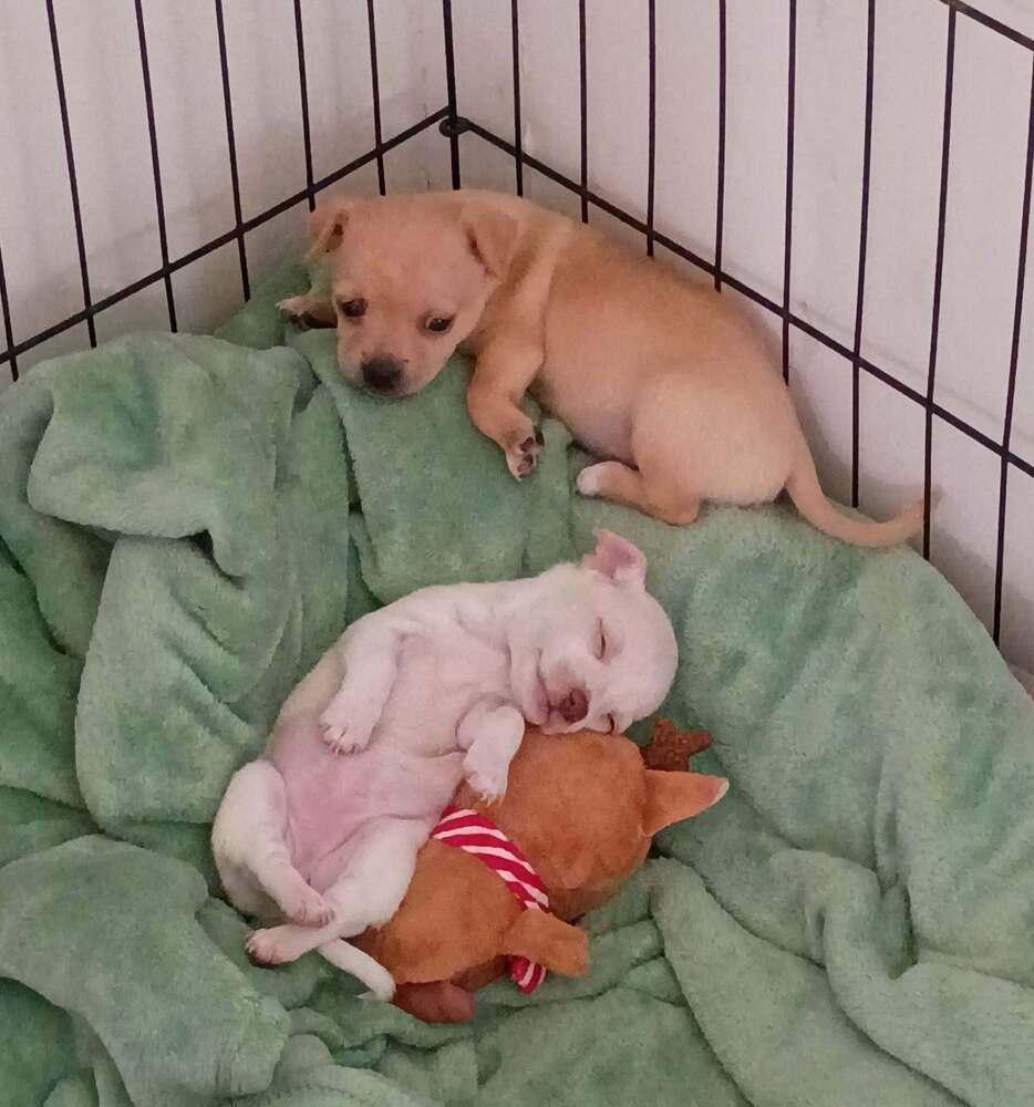 Ginger, a Adoptable mixed breed in Evergreen, CO image 2/5