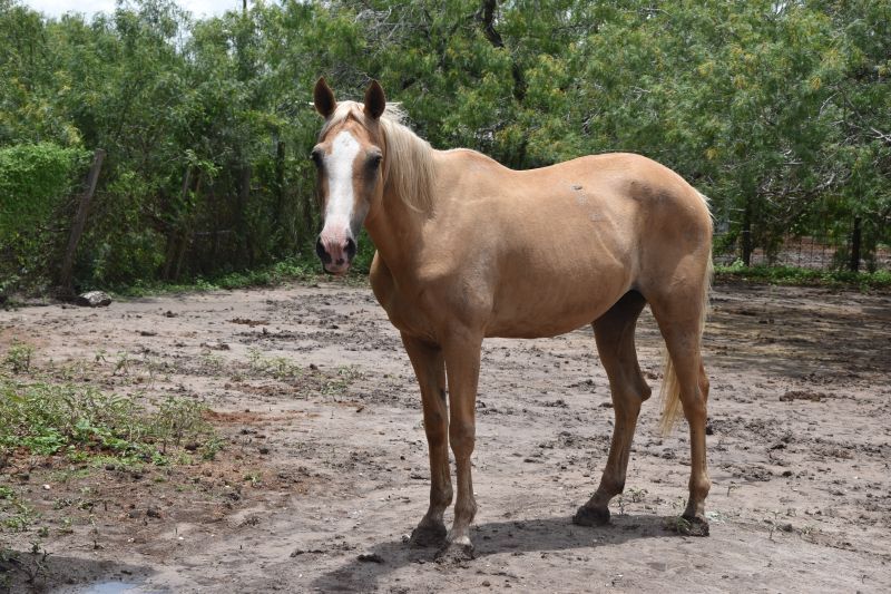 Enlarge Honey, a Adoptable Quarterhorse in Corpus Christi, TX image 1/6