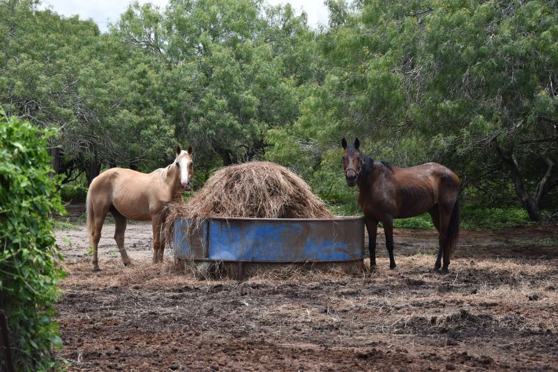 Enlarge Honey, a Adoptable Quarterhorse in Corpus Christi, TX image 2/6