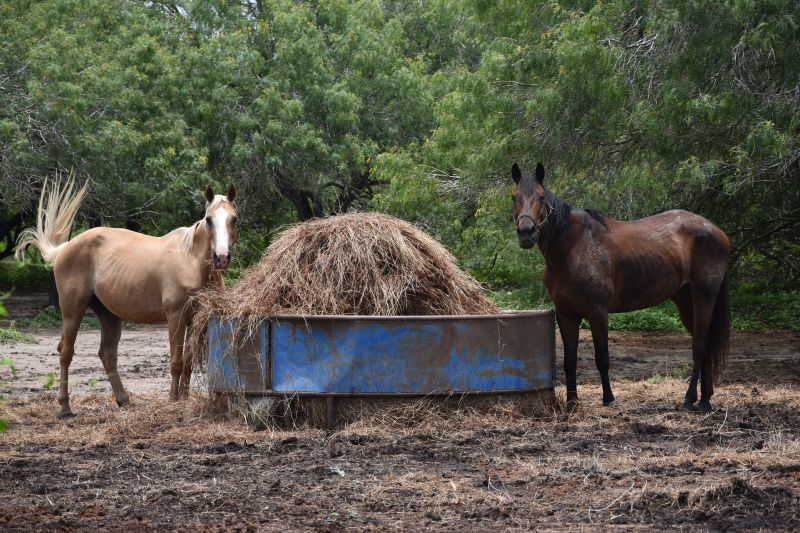 Enlarge Honey, a Adoptable Quarterhorse in Corpus Christi, TX image 3/6