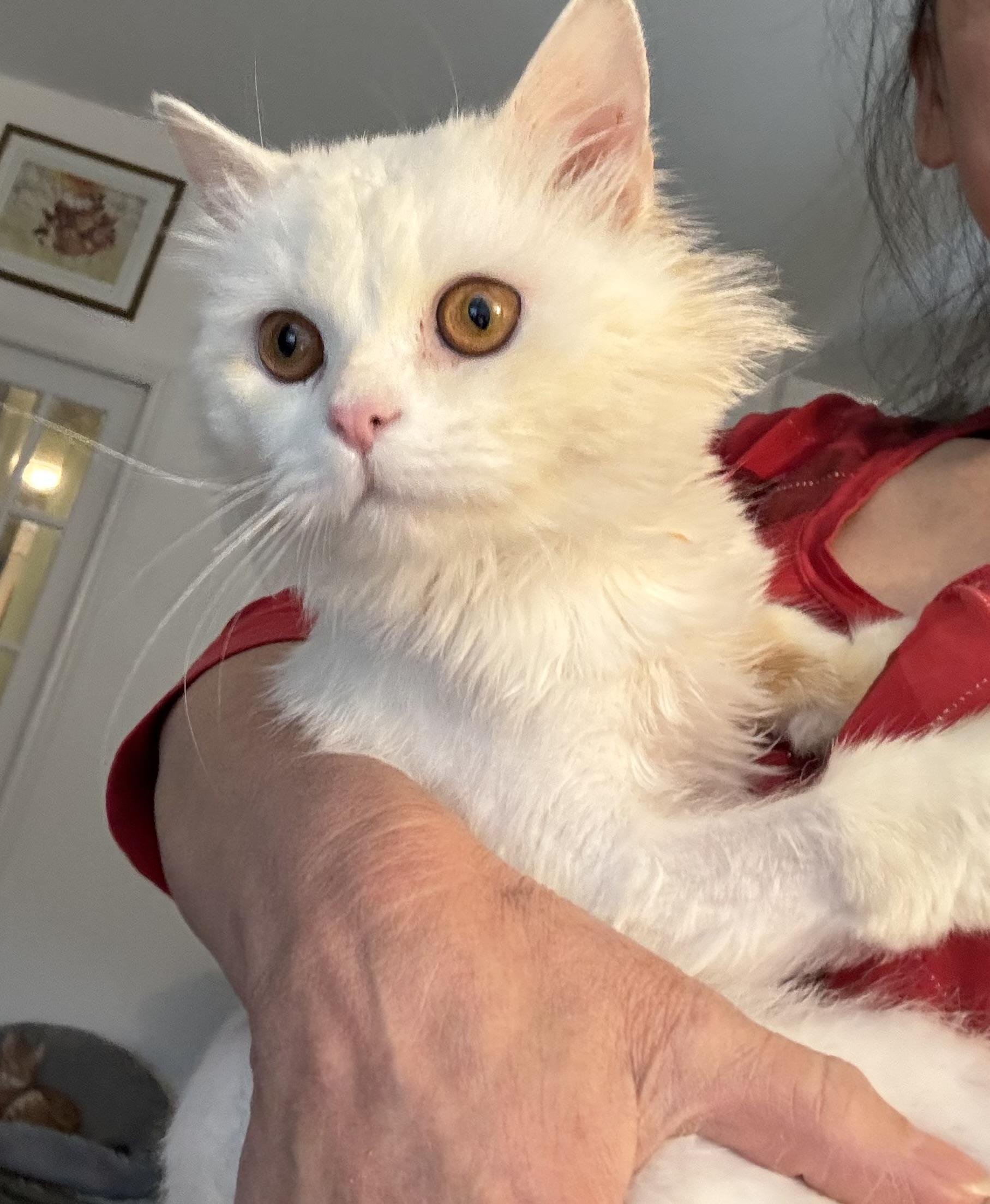 Sezar M. - Mason Soleski, adopted, Young Male Turkish Angora.