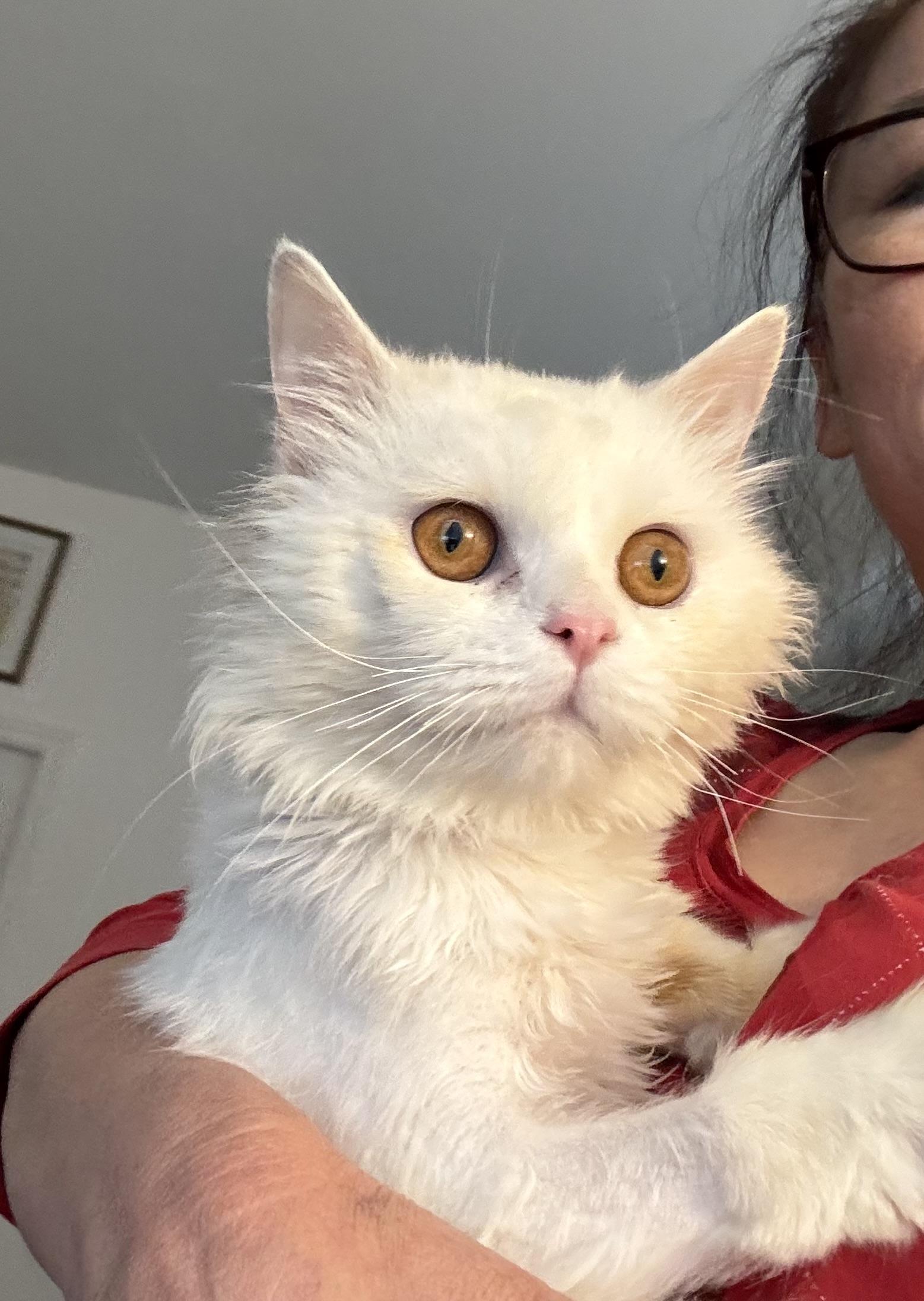 Enlarge Sezar M. - Mason Soleski, an adopted Turkish Angora in Brampton, ON image 3/3