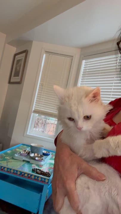 Enlarge Sezar M. - Mason Soleski, an adopted Turkish Angora in Brampton, ON video 1/3