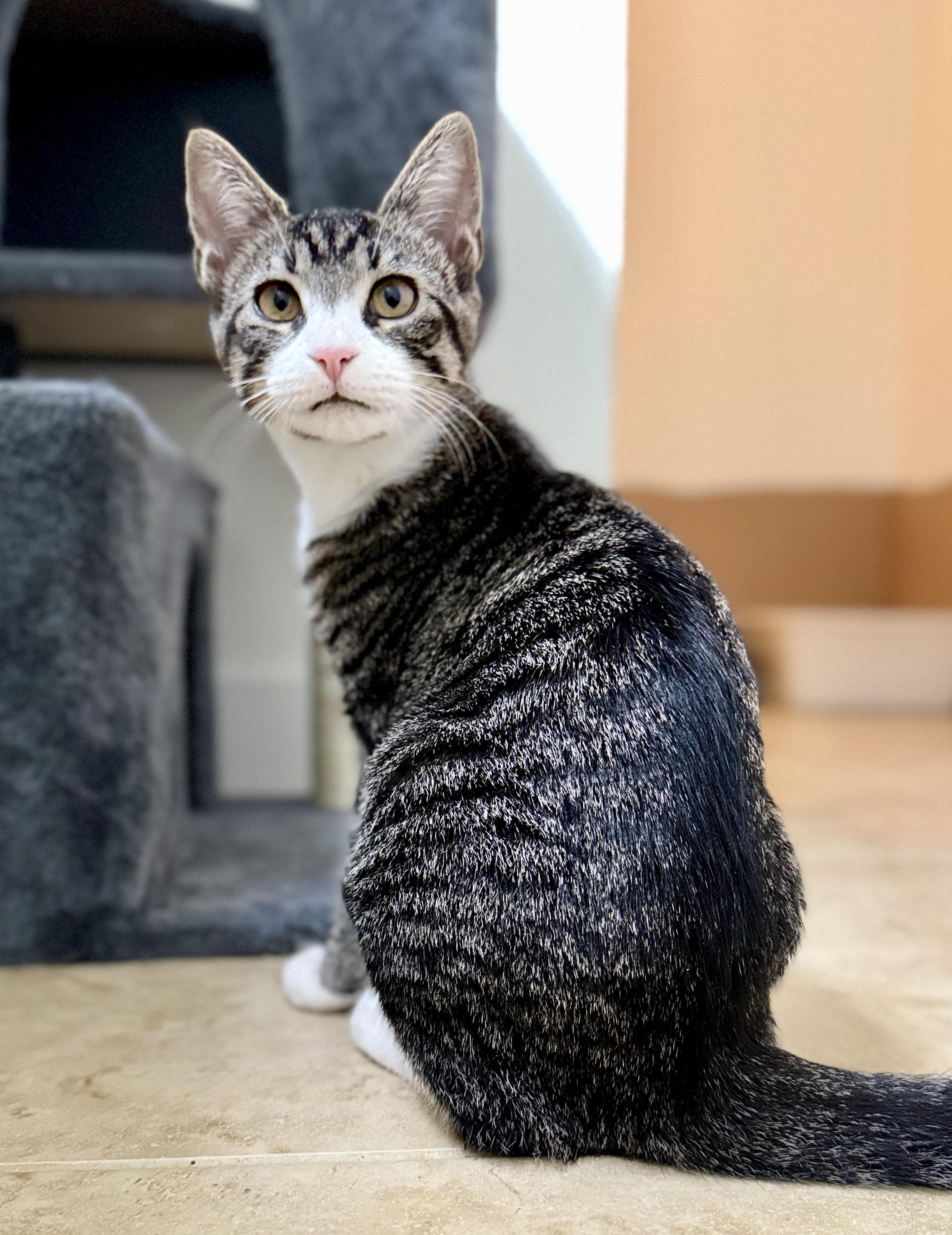 Sandy, ADOPTABLE, Young Female Tabby.