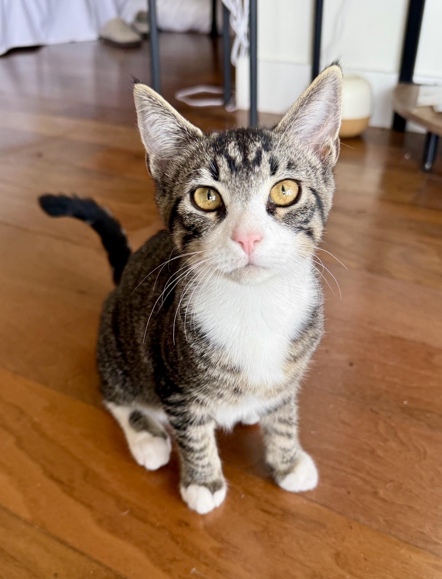 Enlarge Sandy, a ADOPTABLE Tabby in Waxhaw, NC image 2/6