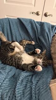 Enlarge Sandy, a ADOPTABLE mixed breed in Waxhaw, NC image 2/5