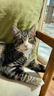 Enlarge Sandy, a ADOPTABLE mixed breed in Waxhaw, NC image 1/5