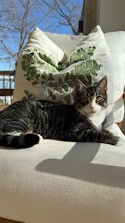 Enlarge Sandy, a ADOPTABLE mixed breed in Waxhaw, NC image 5/5