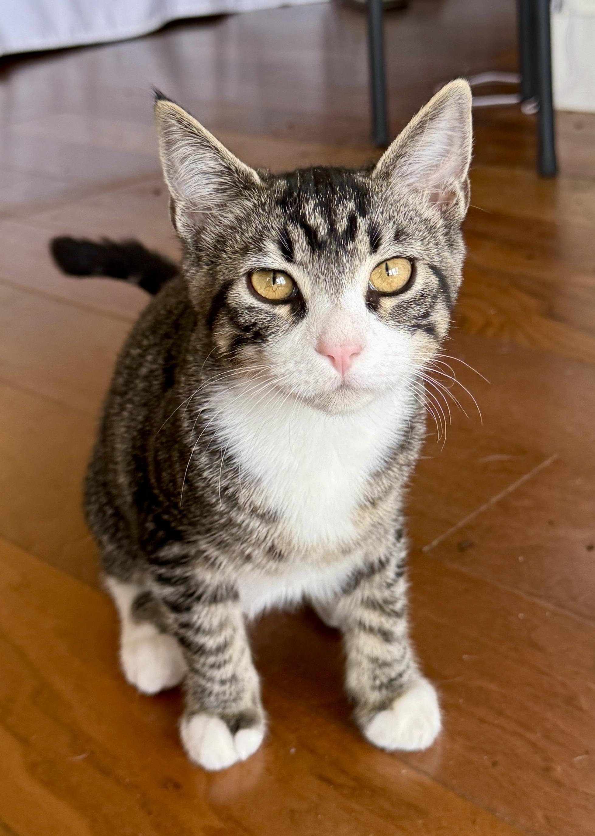 Enlarge Sandy, a ADOPTABLE Tabby in Waxhaw, NC image 4/6