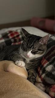 Enlarge Sandy, a ADOPTABLE mixed breed in Waxhaw, NC image 3/5