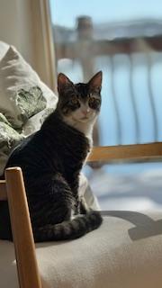 Enlarge Sandy, a ADOPTABLE mixed breed in Waxhaw, NC image 4/5