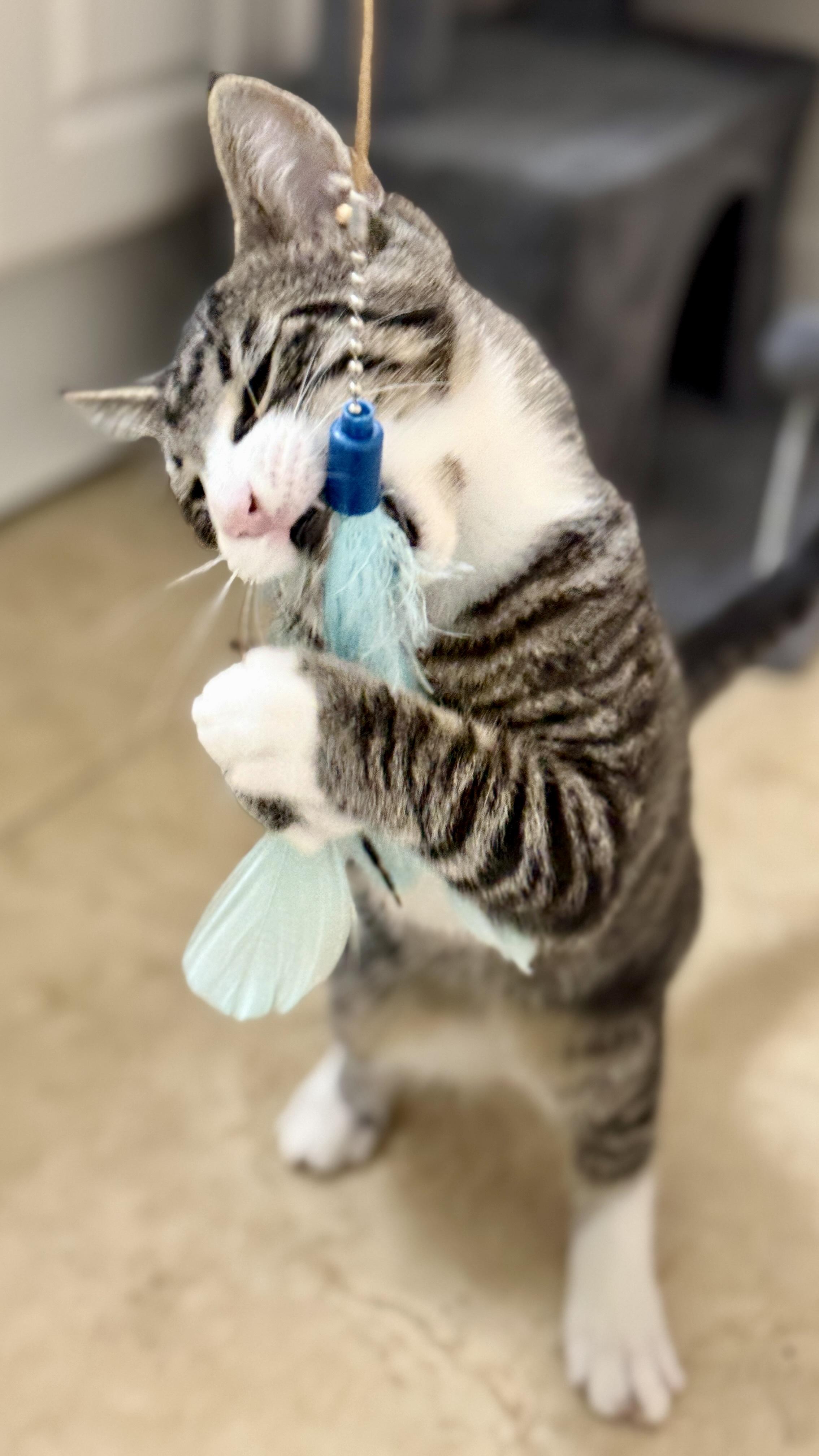 Enlarge Sandy, a ADOPTABLE Tabby in Waxhaw, NC image 5/6