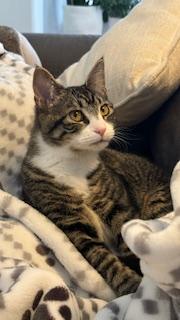 Enlarge Sandy, a ADOPTABLE mixed breed in Waxhaw, NC image 1/5