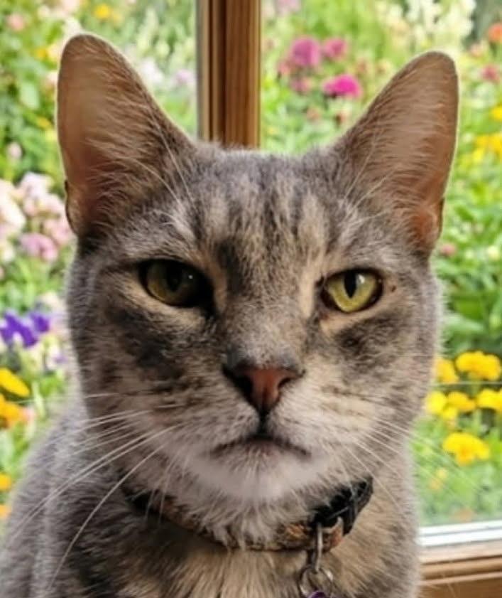 Sensei, ADOPTABLE, Adult Male Domestic Short Hair.