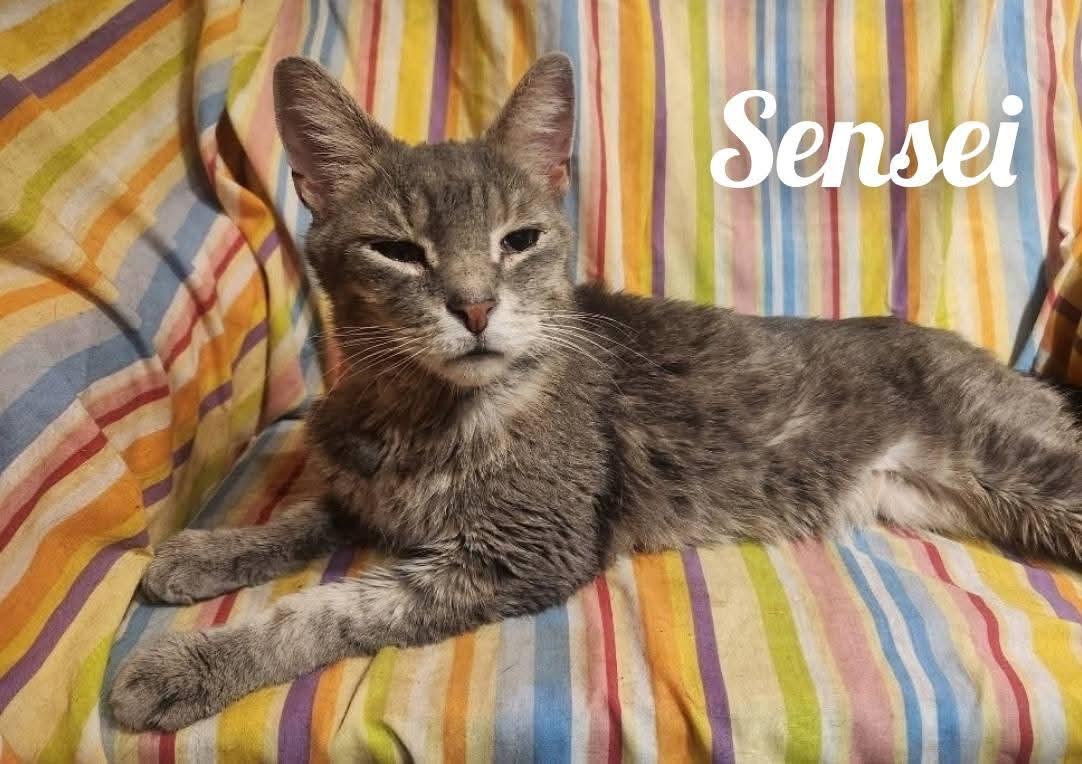 Sensei, a ADOPTABLE Domestic Short Hair in Lansdowne, PA image 2/2