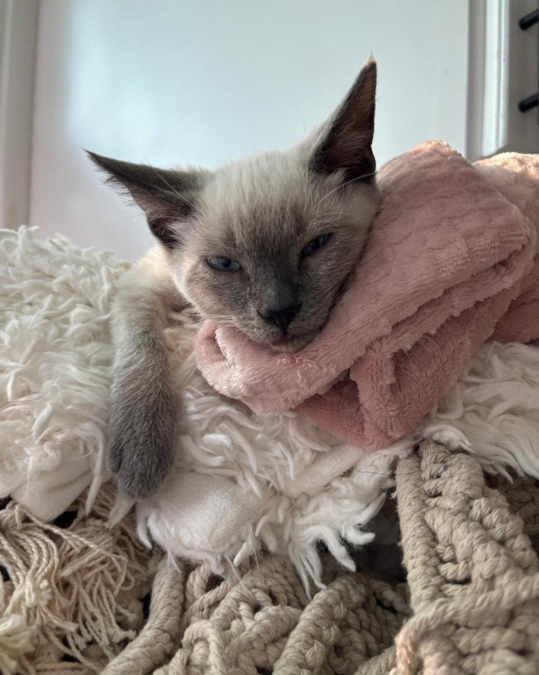 Simon, a Adoptable Siamese in Hawthorne, CA image 2/2