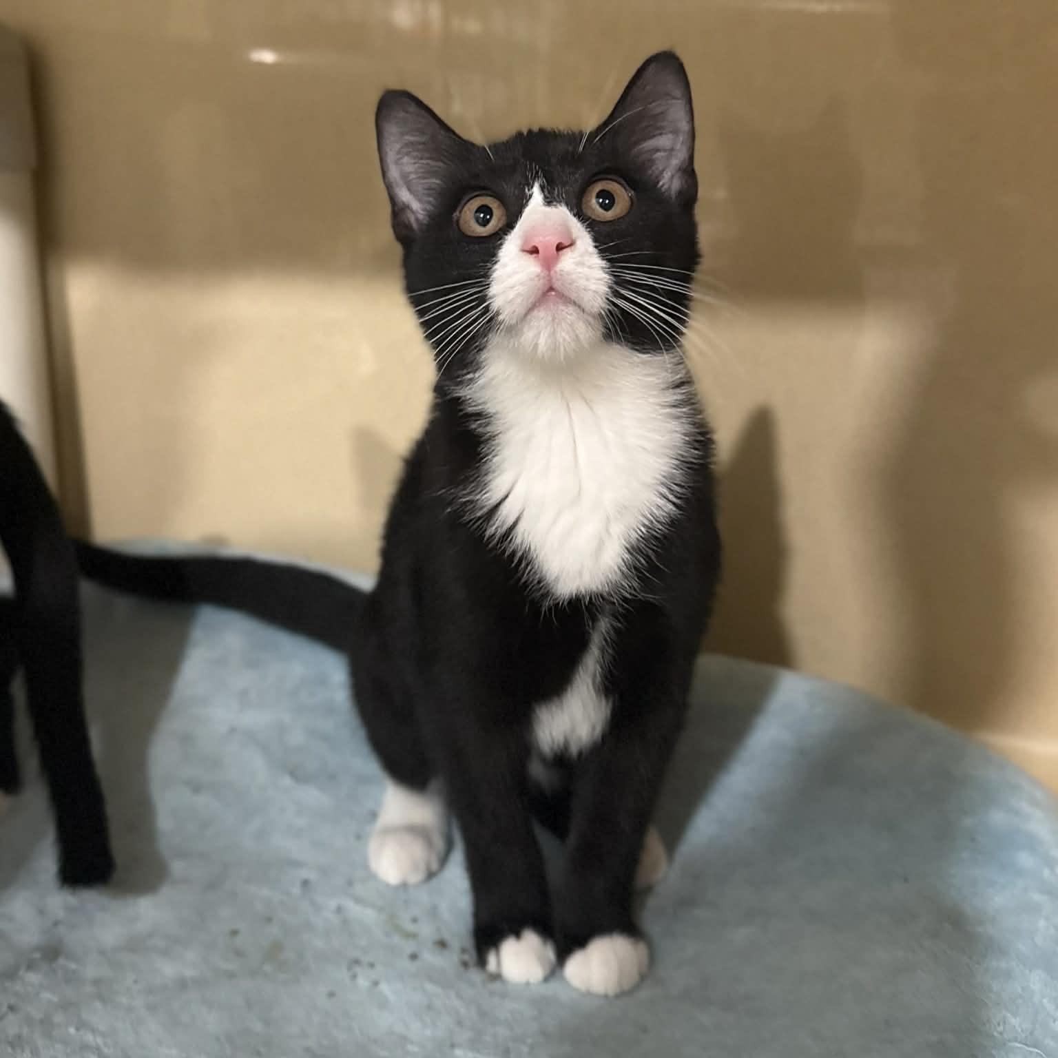 Enlarge Alara, a ADOPTABLE mixed breed in Penn Yan, NY image 4/5