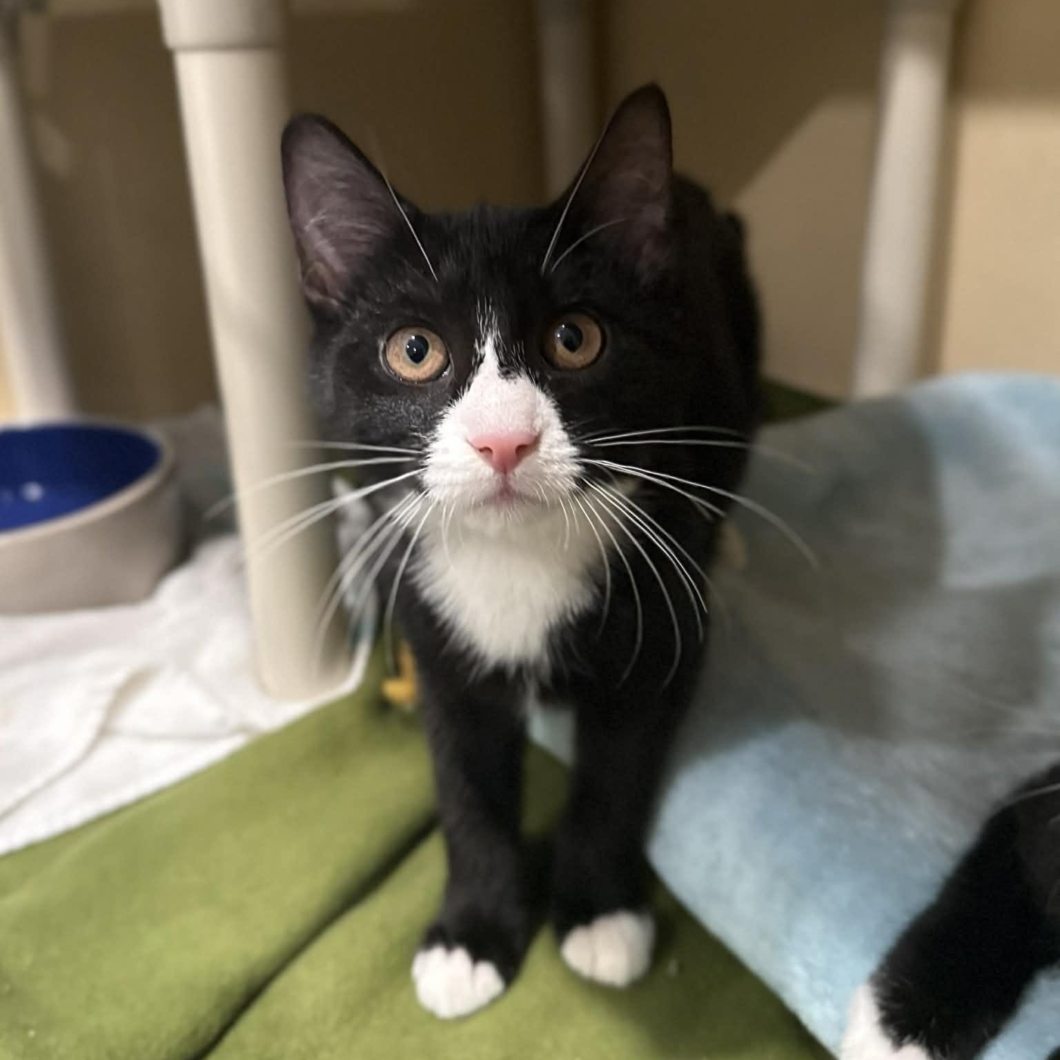 Alara, ADOPTABLE, Kitten Female Domestic Short Hair & Tuxedo.