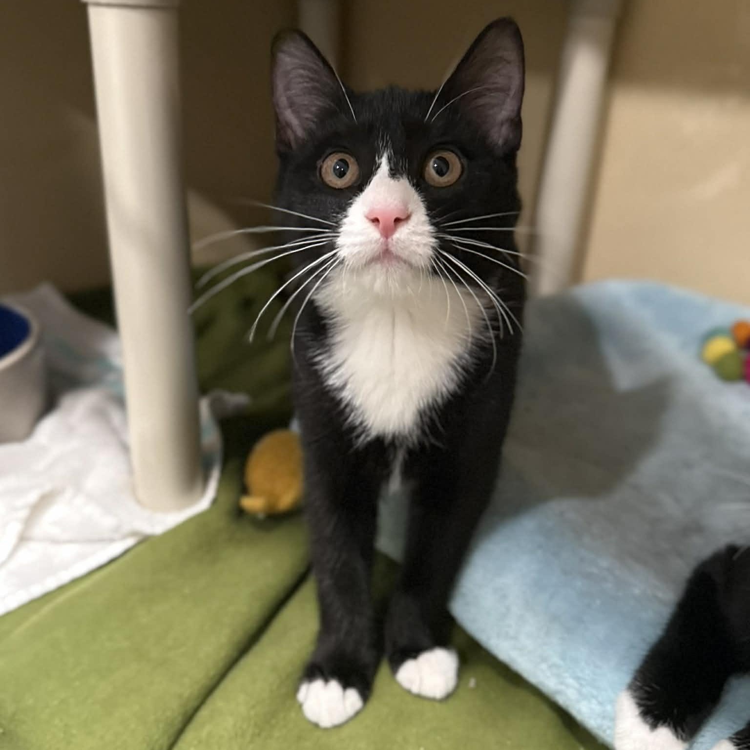 Enlarge Alara, a ADOPTABLE mixed breed in Penn Yan, NY image 3/5