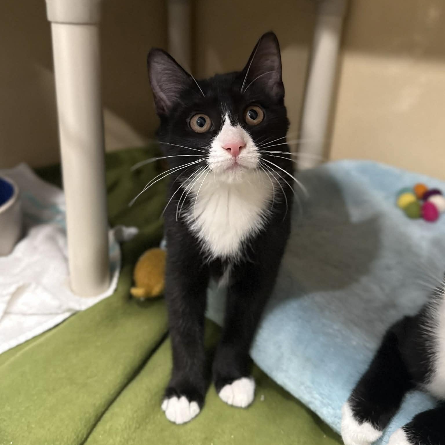 Enlarge Alara, a ADOPTABLE mixed breed in Penn Yan, NY image 5/5