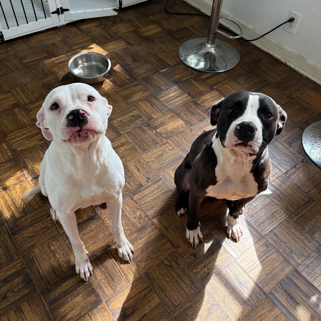 Enlarge Spooky Dukes - Home to Home, a Adoptable Pit Bull Terrier in South Elgin, IL image 1/1