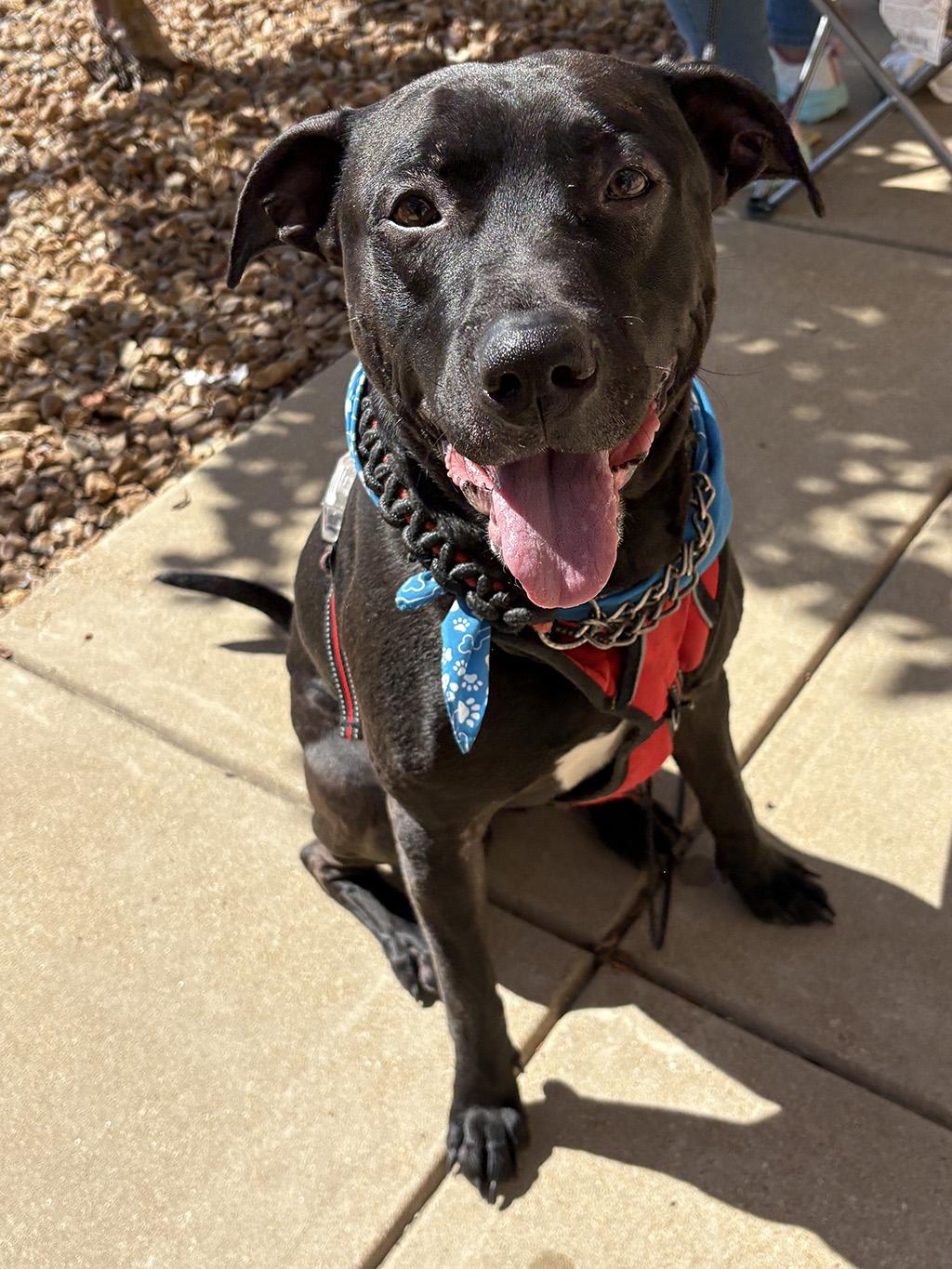 Haydes, Adoptable, Adult Male American Staffordshire Terrier & Labrador Retriever.