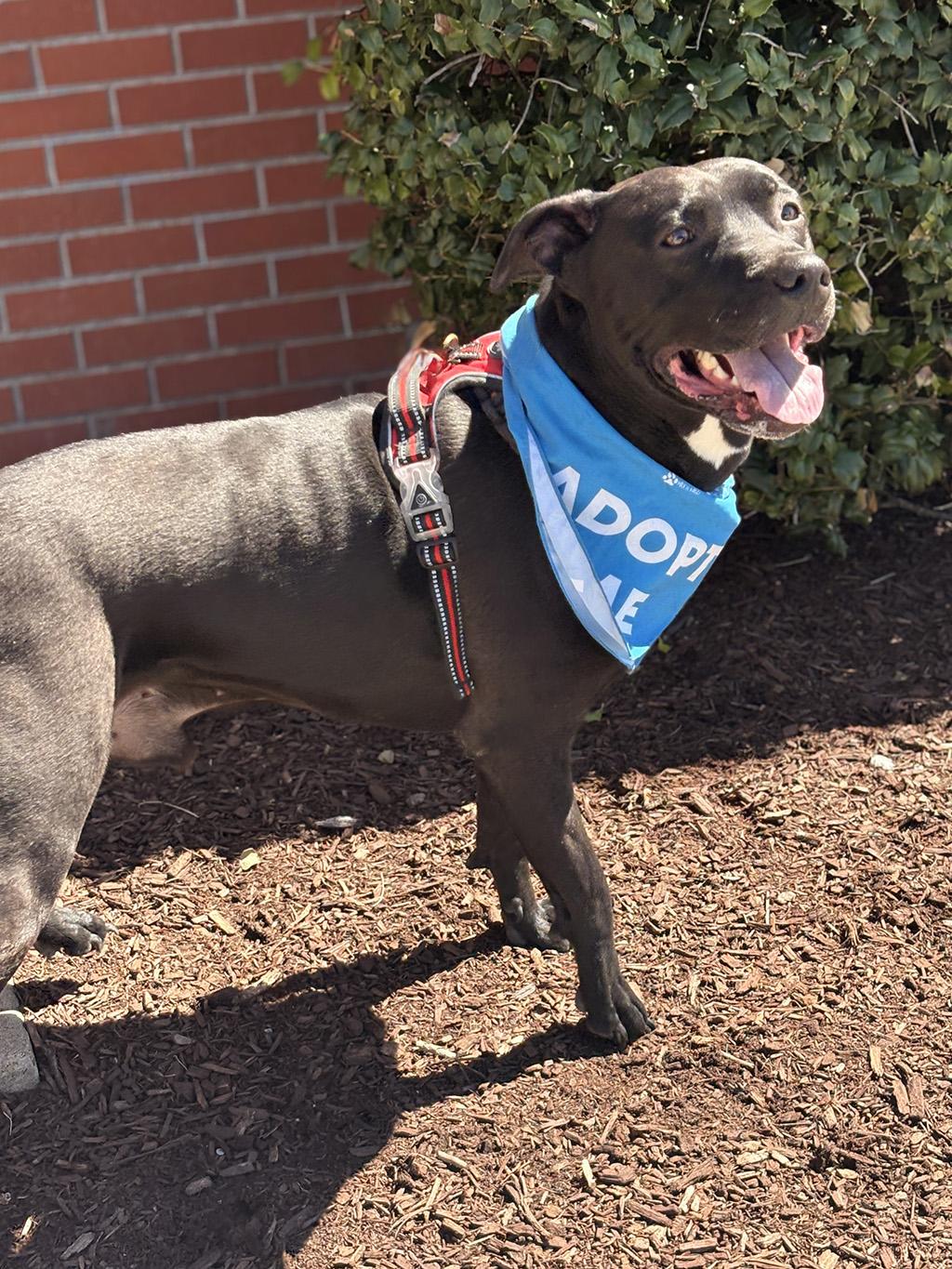 Enlarge Haydes, a Adoptable mixed breed in Lake Saint Louis, MO image 3/6