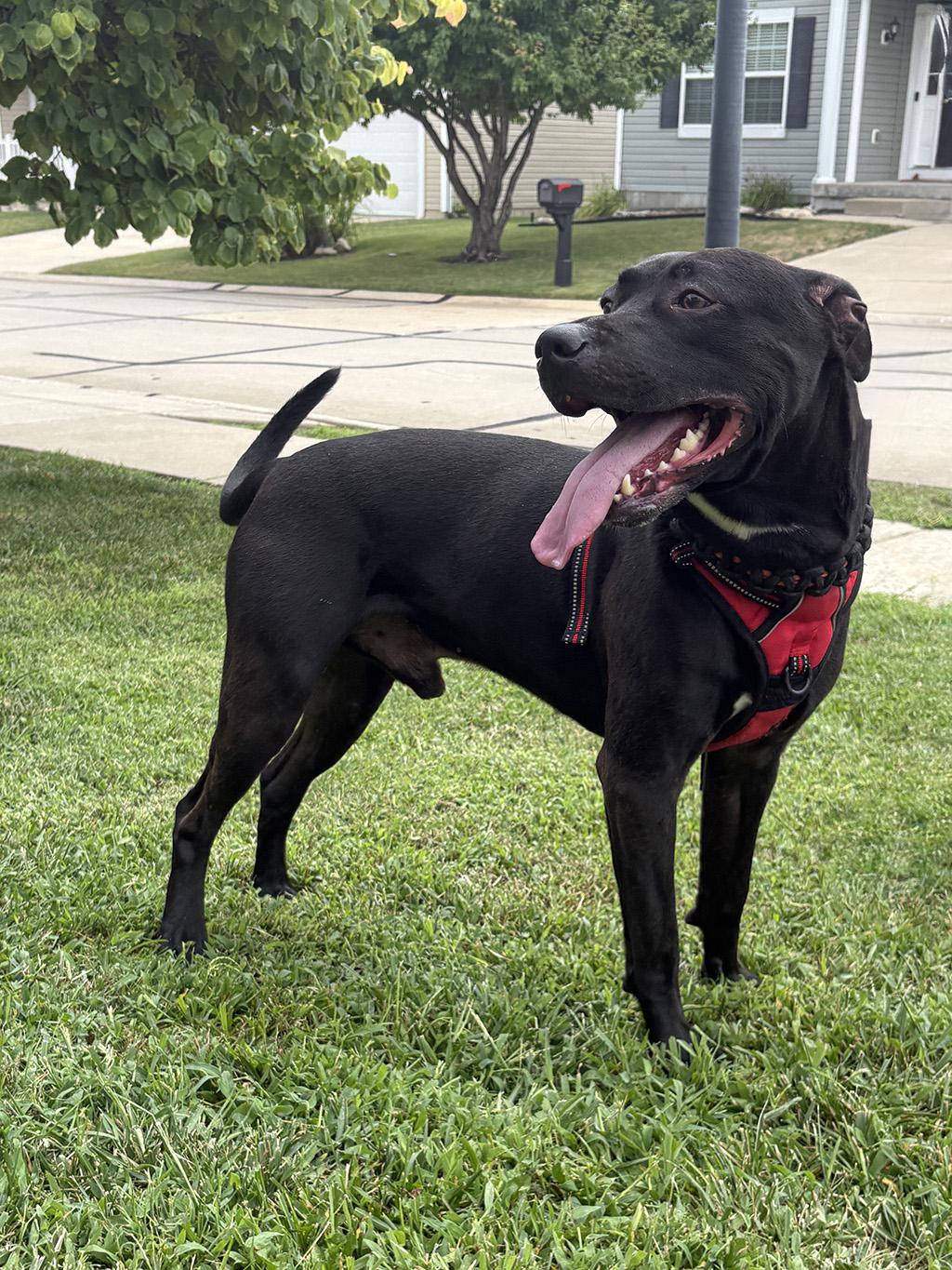 Enlarge Haydes, a Adoptable mixed breed in Lake Saint Louis, MO image 4/6